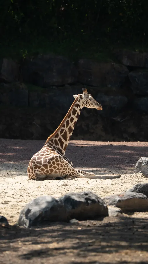 Pairi Daiza 2025