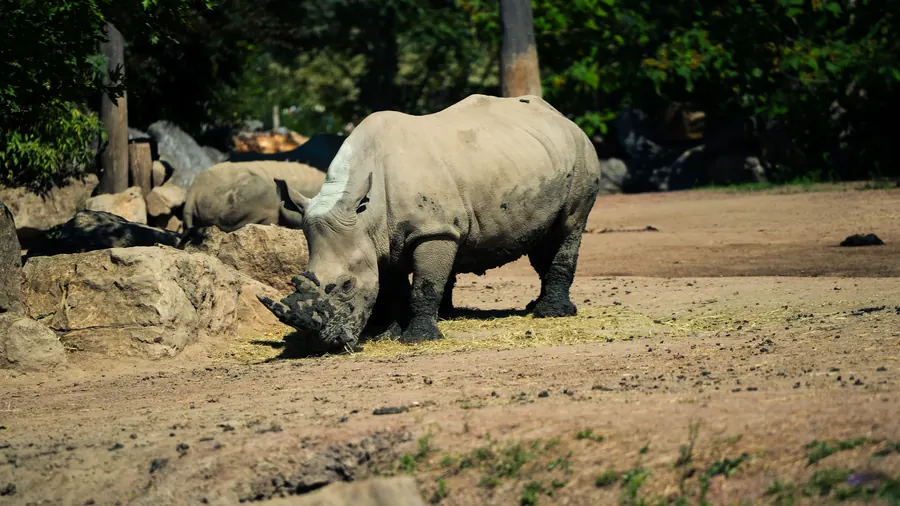 Pairi Daiza 2025