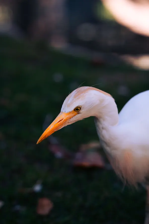 Pairi Daiza 2025