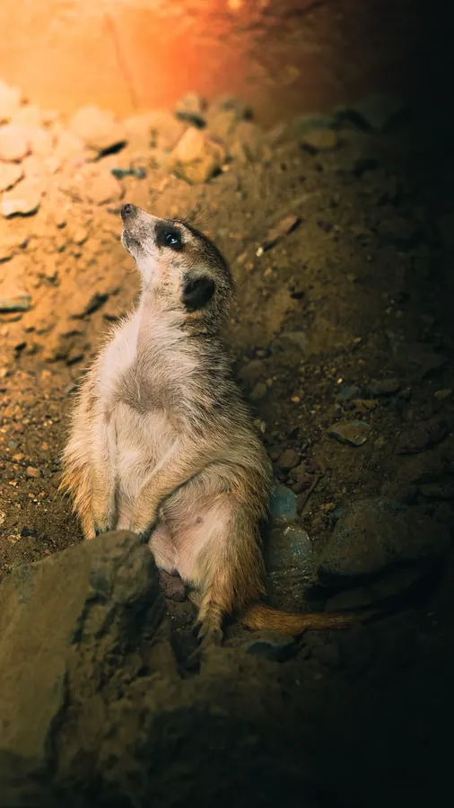 Pairi Daiza 2025