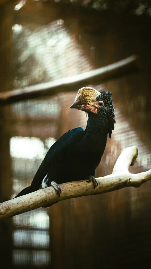 Pairi Daiza 2025