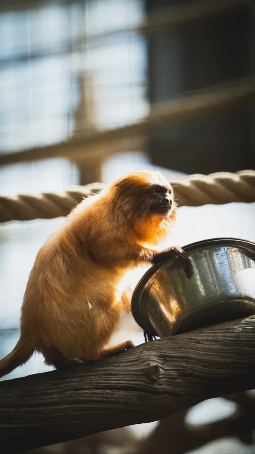 Pairi Daiza 2025