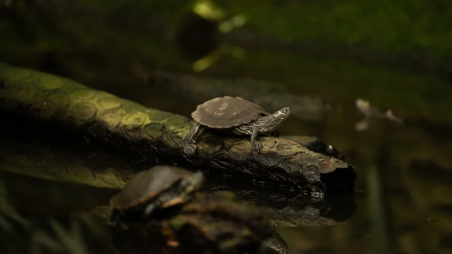 Tortue posée sur un tronc, reflet dans l'eau, Pairi Daiza 2025